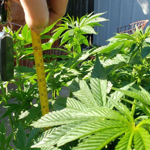 GOJI OJ growlog timeline photo