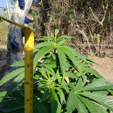 GOJI OJ growlog timeline photo