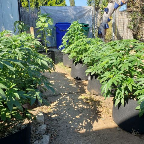GOJI OJ growlog timeline photo