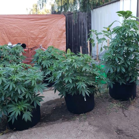 GOJI OJ growlog timeline photo