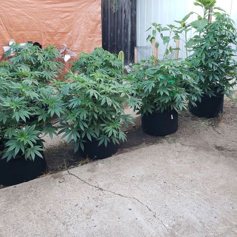 GOJI OJ growlog timeline photo