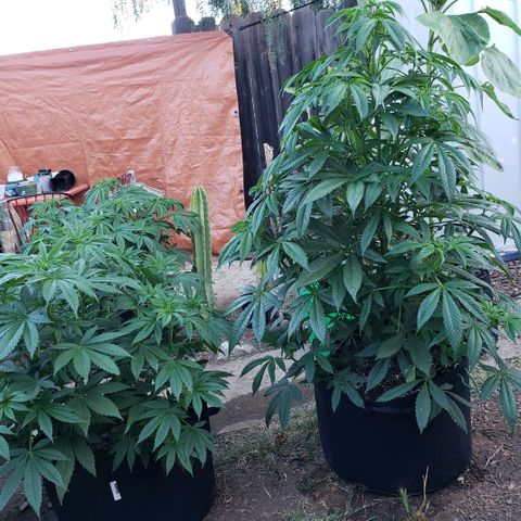 GOJI OJ growlog timeline photo