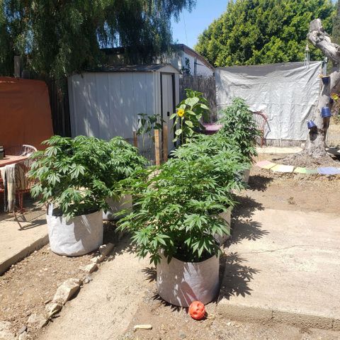GOJI OJ growlog photo: Transfered to 25 gallon fabric pots