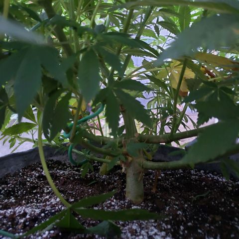 GOJI OJ growlog timeline photo