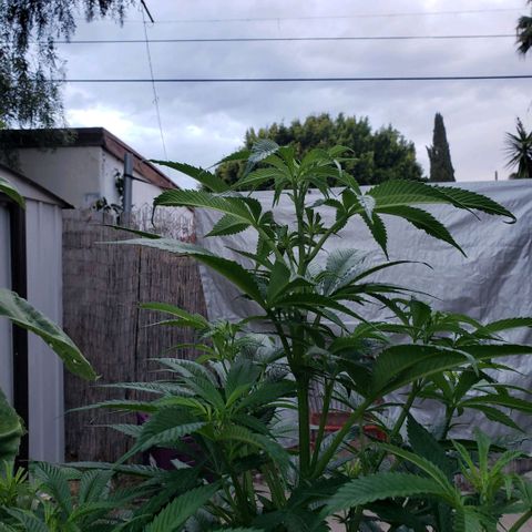 GOJI OJ growlog timeline photo