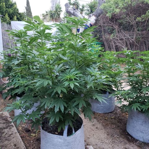 GOJI OJ growlog timeline photo