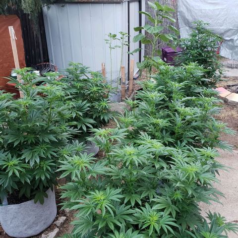 GOJI OJ growlog timeline photo