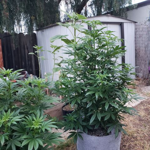 GOJI OJ growlog timeline photo