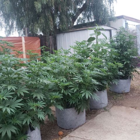 GOJI OJ growlog timeline photo