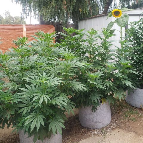 GOJI OJ growlog timeline photo