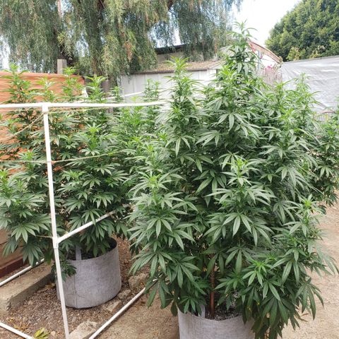 GOJI OJ growlog timeline photo