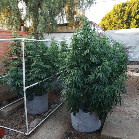 GOJI OJ growlog timeline photo