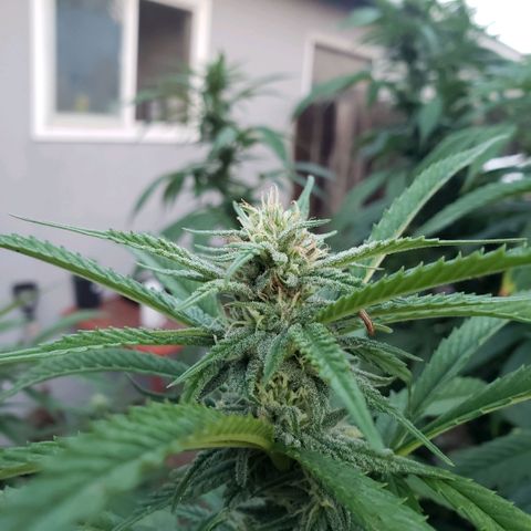 GOJI OJ growlog timeline photo