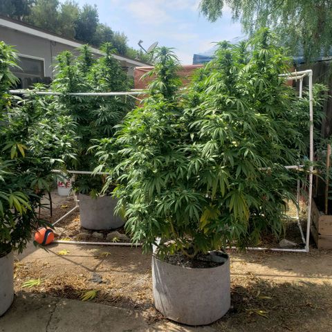 GOJI OJ growlog photo: Worms noticed last week on untopped plant. Using monterey BT every 3 days. Other 3 don't seem affected as of yet. Lots of colas and wonderful odor
