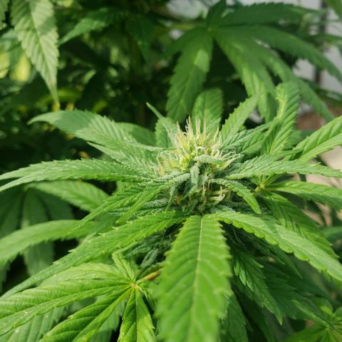 GOJI OJ growlog photo: Worms noticed last week on untopped plant. Using monterey BT every 3 days. Other 3 don't seem affected as of yet. Lots of colas and wonderful odor