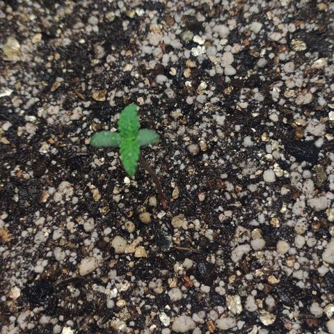AK growlog timeline photo