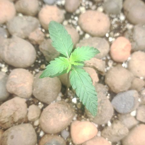 AK growlog timeline photo