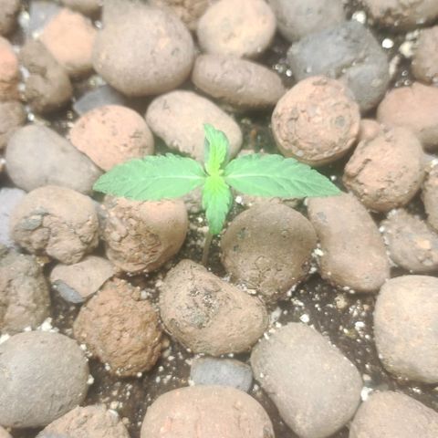 AK growlog timeline photo