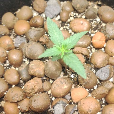 AK growlog timeline photo