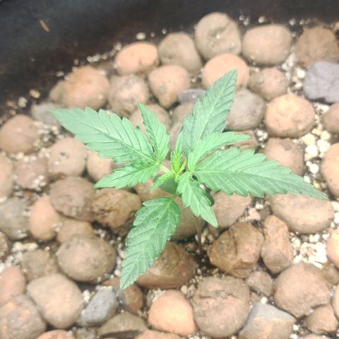 AK growlog timeline photo