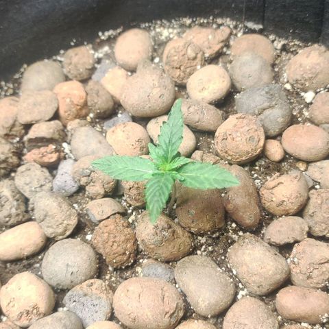 AK growlog timeline photo