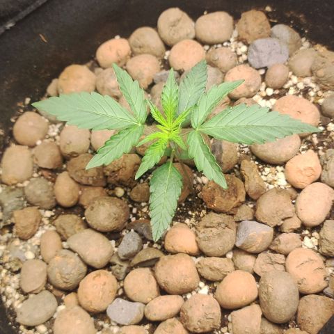 AK growlog timeline photo