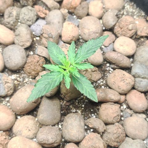 AK growlog timeline photo