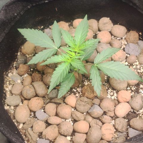 AK growlog timeline photo