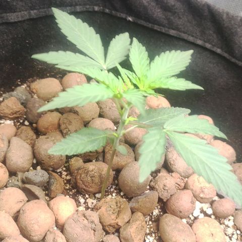 AK growlog timeline photo