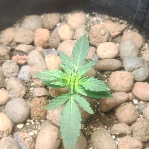 AK growlog timeline photo