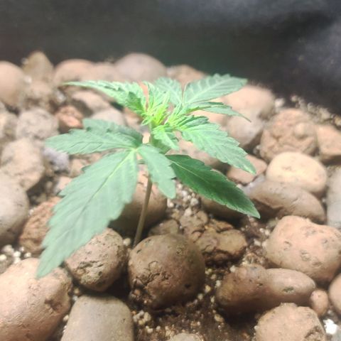 AK growlog timeline photo