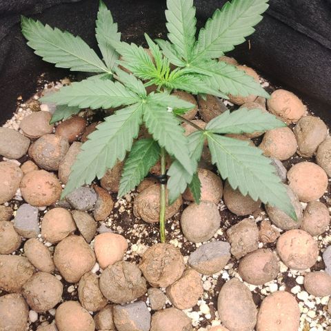 AK growlog timeline photo