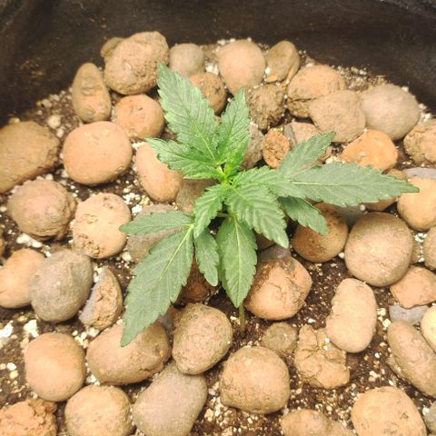 AK growlog timeline photo