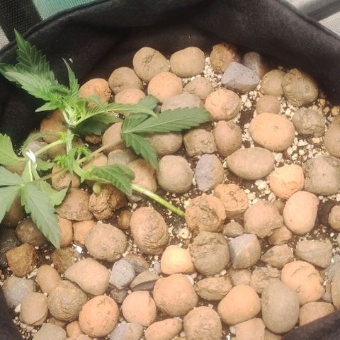 AK growlog timeline photo