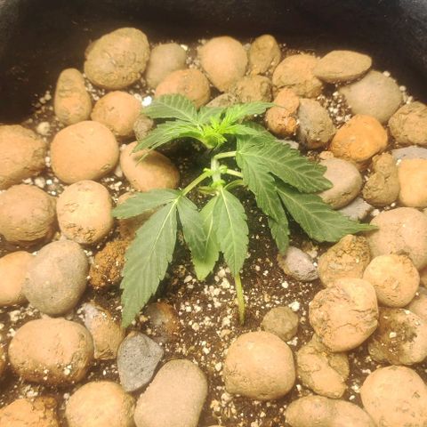 AK growlog timeline photo