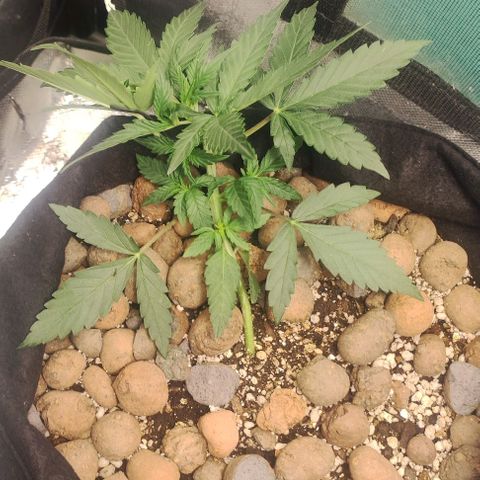 AK growlog timeline photo