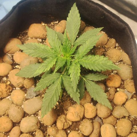 AK growlog timeline photo
