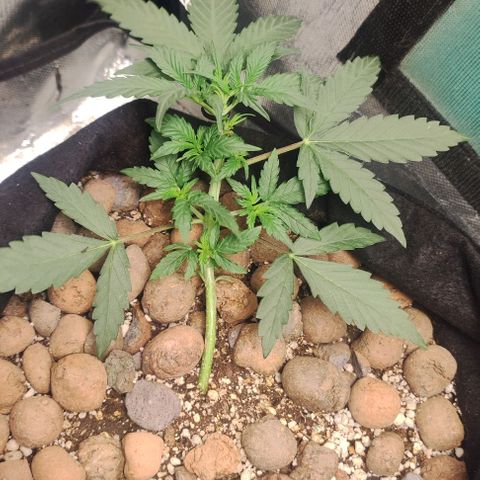 AK growlog timeline photo