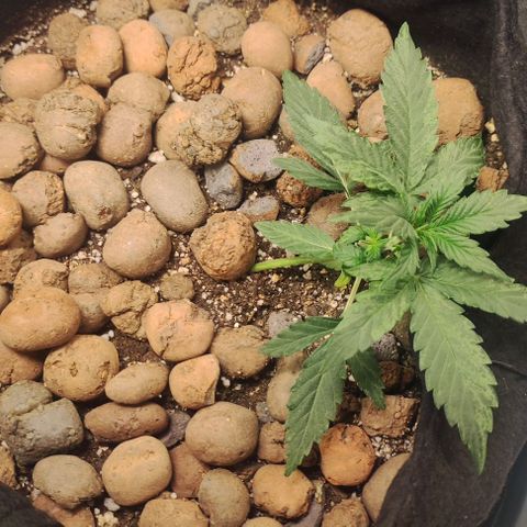 AK growlog timeline photo