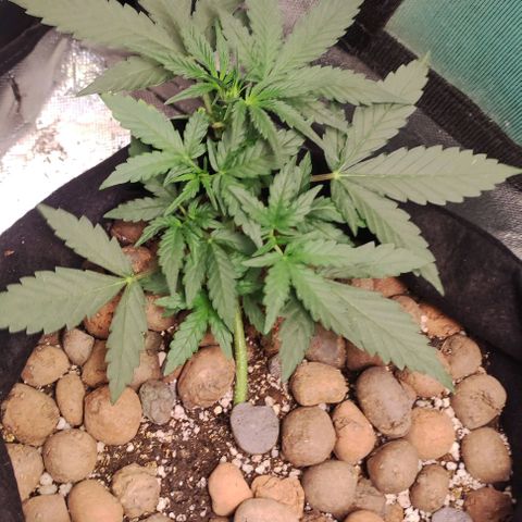 AK growlog timeline photo