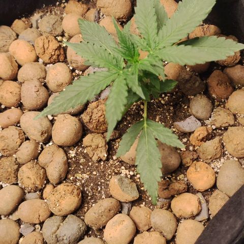 AK growlog timeline photo