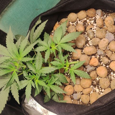 AK growlog timeline photo