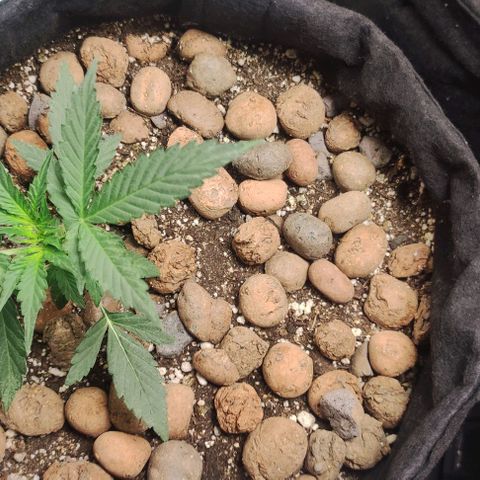 AK growlog photo: Pelo que parece está travada.
Observações: Vaso 7 Litros está pequeno, solo ruim( Solo Super Solo) ou genética com defeito 