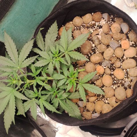 AK growlog photo: Começando com nutrientes.
Dimy 10-10-10 0,5ml
Enraizador Vitapan 0,5ml
1 Litro de água 
PH 5.98

Distribuído nas 3 plantas.