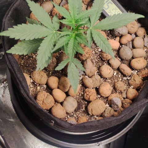 AK growlog timeline photo