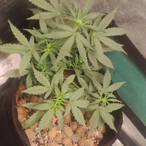 AK growlog timeline photo