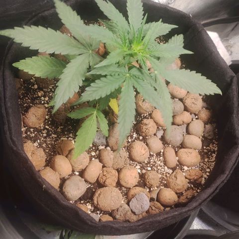 AK growlog timeline photo