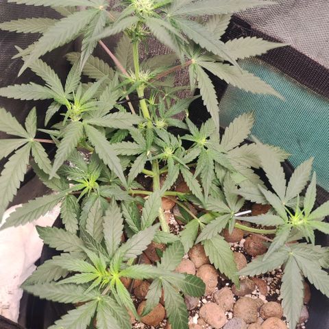 AK growlog timeline photo