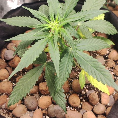 AK growlog timeline photo