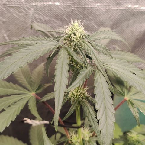 AK growlog timeline photo